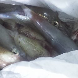 ウデの差が激しい