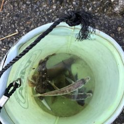 豆アジじゃなくてガシラ大量発生