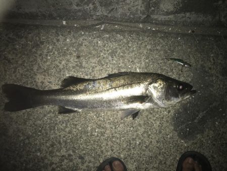 空き缶釣れた後のナイスフィッシュ