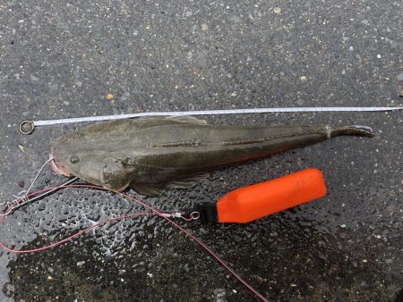 先週に続き今週も