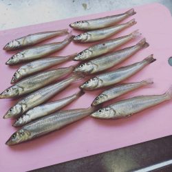 今年初キス釣り