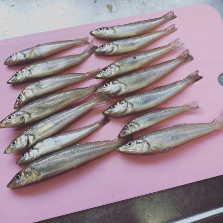 今年初キス釣り