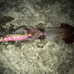 ケンサキ、アコウ