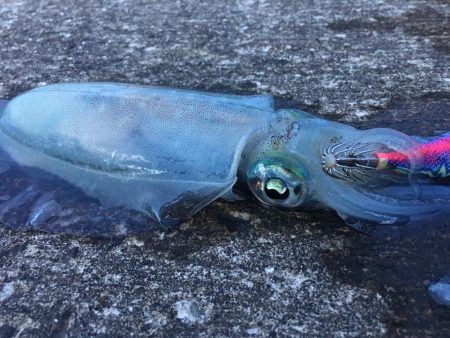 春イカ何処いった〜