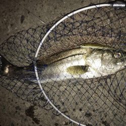 シーバスフィッシング