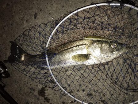 シーバスフィッシング