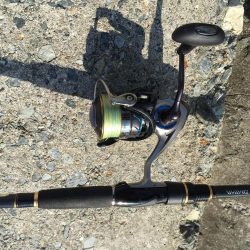 サワラのベイビーpart2