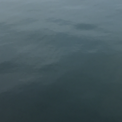 青物パラダイス