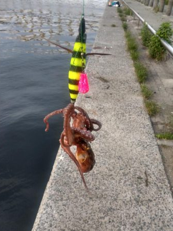 早朝タコパトロール