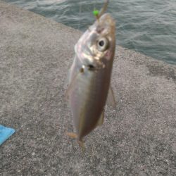 小あじの季節ですね