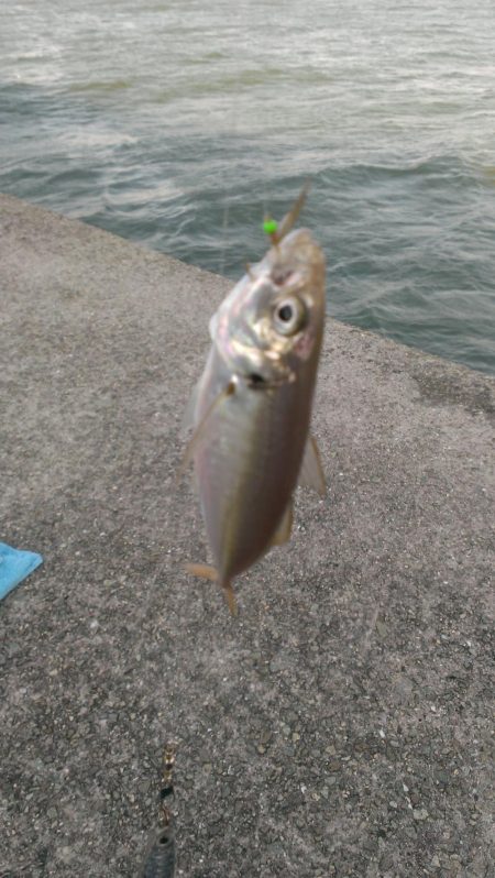 小あじの季節ですね