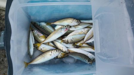 アジュール舞子で豆アジ！大サバ！