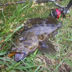 オオモンハタ遠征