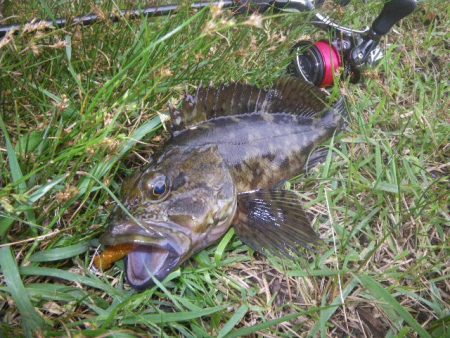 オオモンハタ遠征