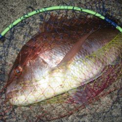 大鯛　ショアジグ