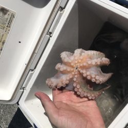 タコ タコ タコ