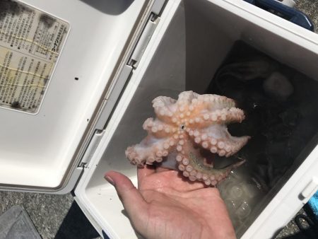 タコ タコ タコ