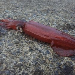 新鮮なイカが食べたい!!