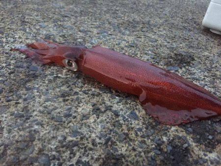 新鮮なイカが食べたい!!