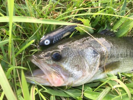 久しぶりのトップ