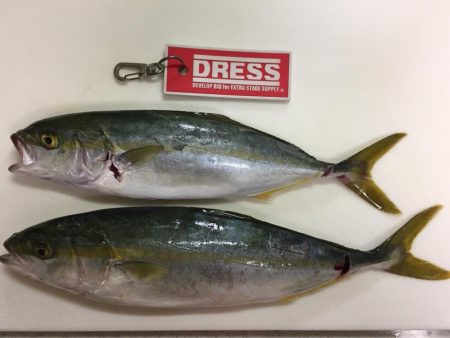 今期、初釣果‼️…