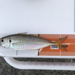 猛暑ときどきアジング