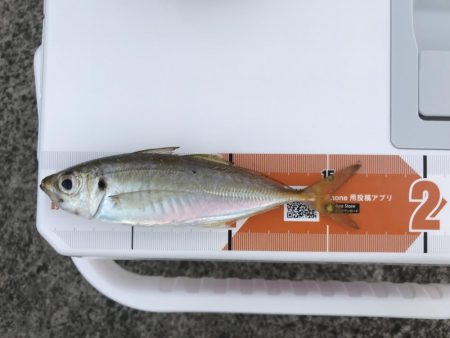 猛暑ときどきアジング