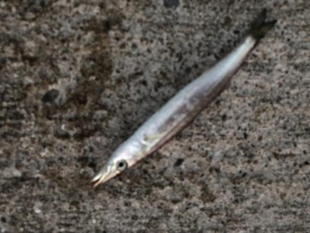 カマスとガッシー