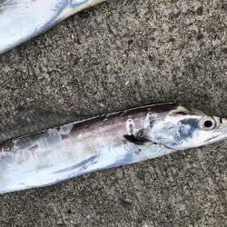 夏のビッグファイト