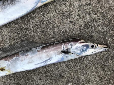 夏のビッグファイト