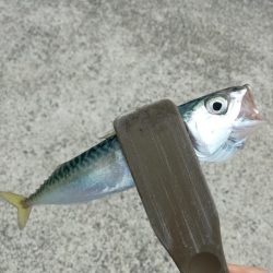 小物釣り