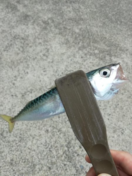 小物釣り