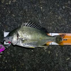 雨天後の南港カモメ大橋釣行 (ギリギリのチヌ釣果小キビレ、ガシラ釣果