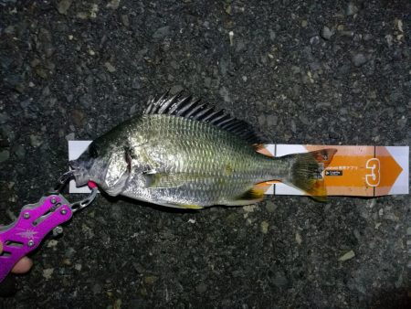 雨天後の南港カモメ大橋釣行 (ギリギリのチヌ釣果小キビレ、ガシラ釣果