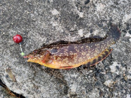 初めてのアオイソメ