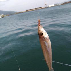 奥様のちょい投げ