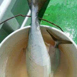 第二美丸　マダイ完全ふかせ