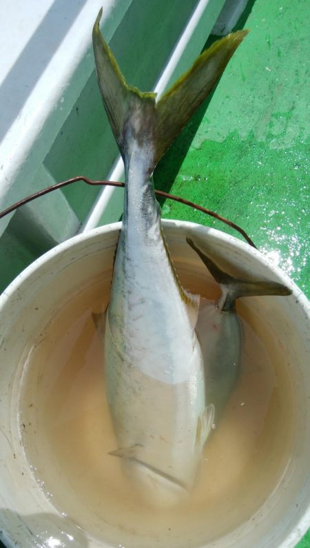 第二美丸　マダイ完全ふかせ