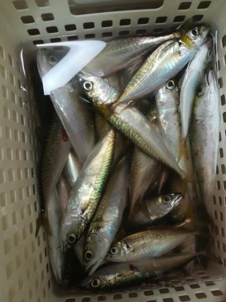 タコ　アジ　サバ