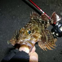 雨降り前に南港フェリーヘチ釣り (いつも通り小キビレ&小ガシラ釣果のみ)