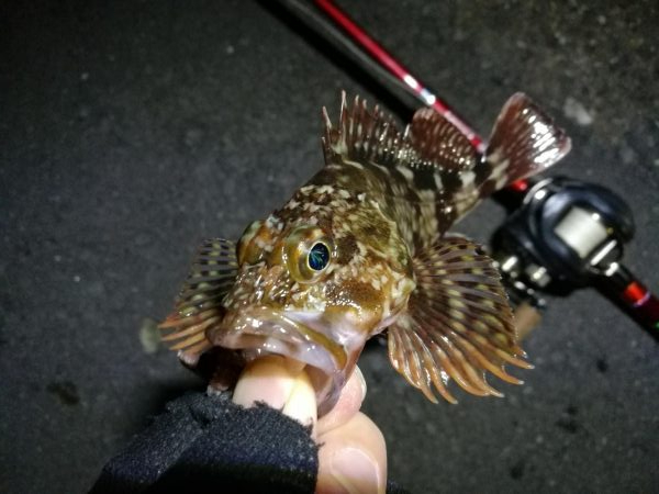 雨降り前に南港フェリーヘチ釣り （いつも通…