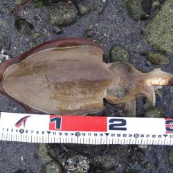ヒラメ36センチ、イカ