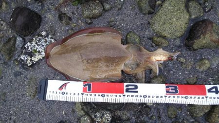 ヒラメ36センチ、イカ