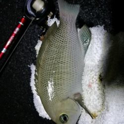 大雨後の南港カモメ大橋釣行 (真チヌ釣果48cm、小メジナ、小キビレ、ガシラ釣果)