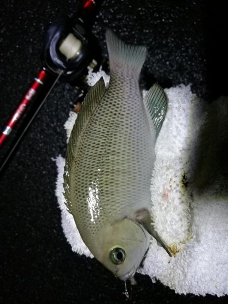 大雨後の南港カモメ大橋釣行 (真チヌ釣果48cm、小メジナ、小キビレ、ガシラ釣果)