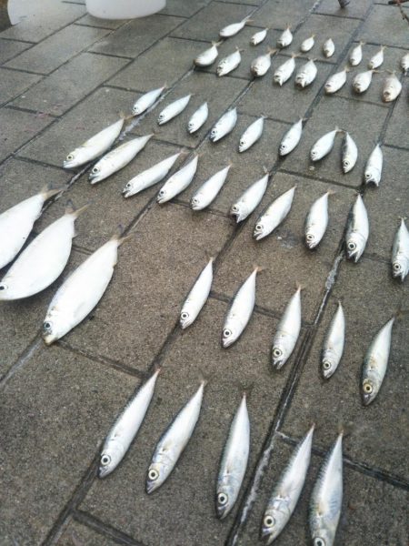 シーサイドコスモでサビキ釣り