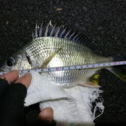 雨天後の南港フェリーヘチ釣り （小キビレ、小ガシラ、小シーバス釣果有り）