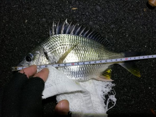 雨天後の南港フェリーヘチ釣り （小キビレ、小ガシラ、小シーバス釣果有り）