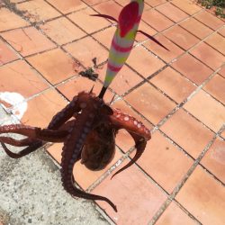 タコ　タコ　タコ