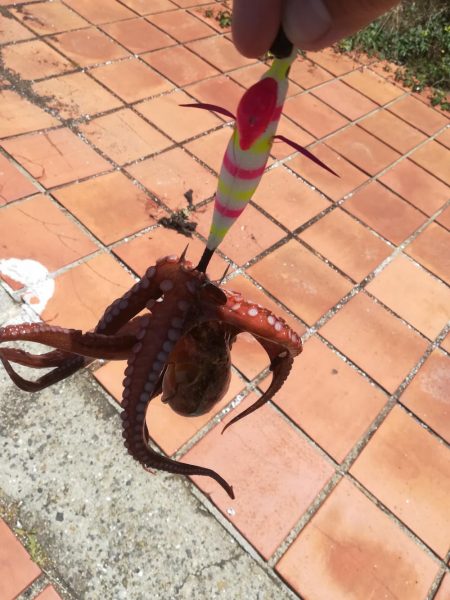 タコ　タコ　タコ